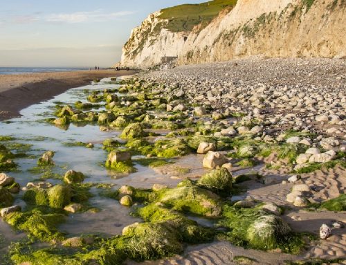 LE CAP BLANC NEZ